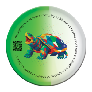 turtle cldisc